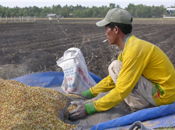 Bón Phân cho ruộng mía