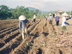 Chuẩn bị đất trồng mía như thế nào